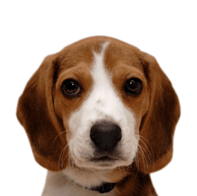 Online pet food start-up launches